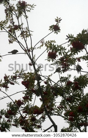 Birds of sparrows are sitting on the branches of a mountain ash tree 