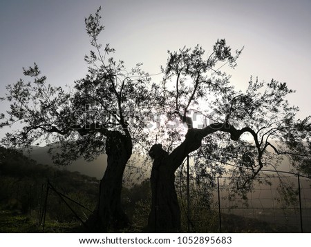 dramatic dynamic Olive trees silhouettes in Madonie national park mountains panorama Sicily 