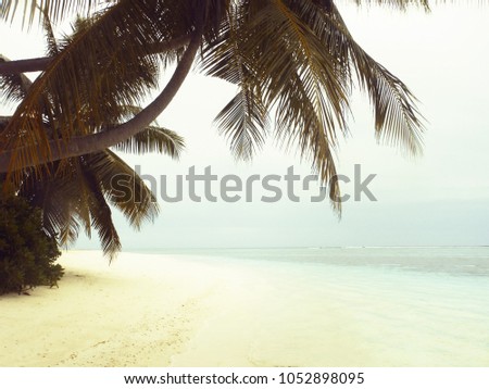 Palm trees on the shore of a tropical island against the backdrop of a sandy beach. Retro toning