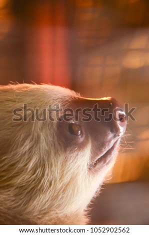 Sloth at Costa Rica