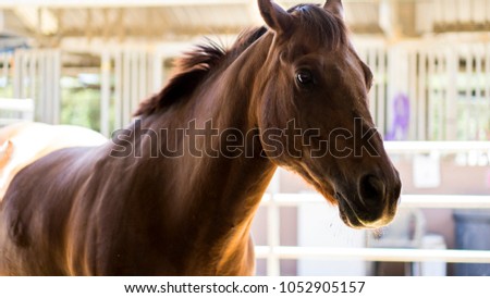 A brown horse sitting in it's stall at a ranch in California.