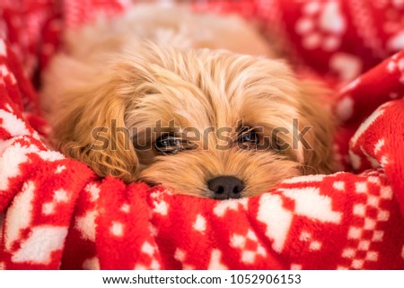 Cute Cavapoochon puppy, looking at the camera. The picture focuses on the face. The animal has golden colored fur and is lying on a bright red, fluffy blanket