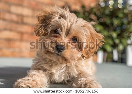 Cute Cavapoochon puppy, looking at the camera. The picture focuses on the face. The animal has golden colored fur.