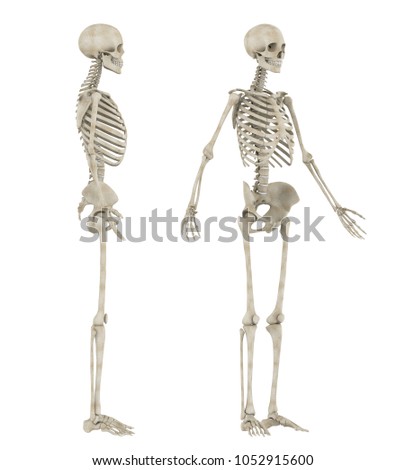 Human Skeleton Anatomy Isolated. 3D rendering