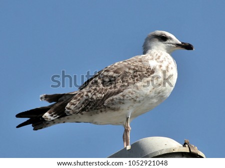 a seagull sitting
