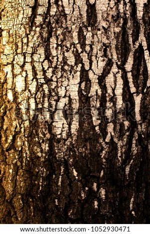 The texture of the old birch bark