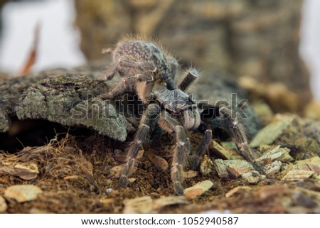 Ceratogyrus darlingi (commonly called burst horned baboon or African rear-horned baboon, synonym Ceratogyrus bechuanicus) is a theraphosid spider from southern Africa, mainly Botswana and Lesotho.