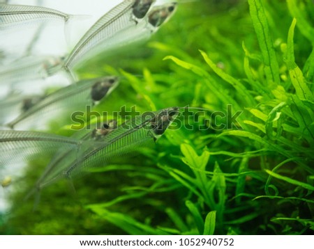 The  asian glass catfish in an aquarium . Royalty-Free Stock Photo #1052940752