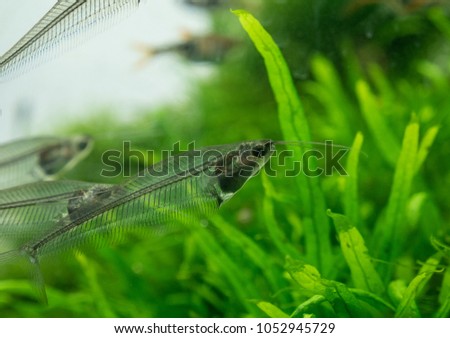 The asian glass catfish in an aquarium  Royalty-Free Stock Photo #1052945729