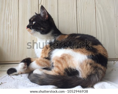 Young three colors lying cat. Calico cat