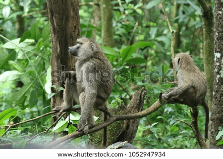 baboons on a tree, Tanzania, Africa