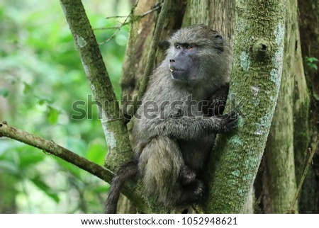 baboon on a tree , Tanzania. Africa