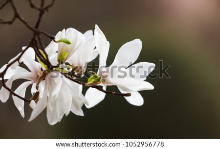 Soft focus image of blossoming magnolia flowers in springtime with sun light. Magnolia kobus