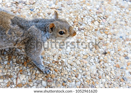 American Squirrel running on ground