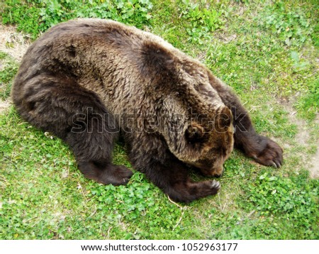 Brown bear,  Ursus arctos lying on the ground in Rila Mountain, Bulgaria
