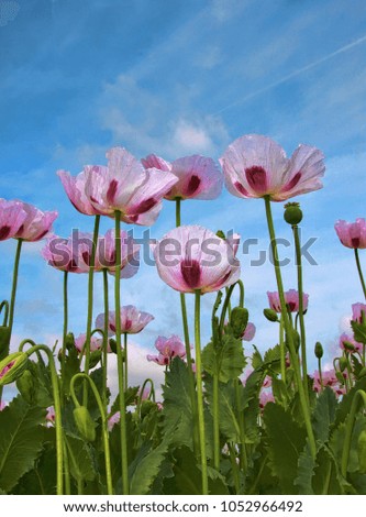 Perspective view of Pink Poppies