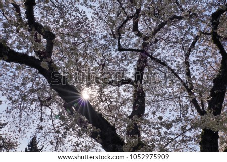 Blue sky background, hundreds of pink flowers on a cherry tree in full bloom and a sunburst behind the tree in a stunning springtime scene on a beautiful day in Seattle, Washington.