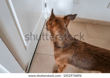 Photograph of a small dog at home waiting in front of the door