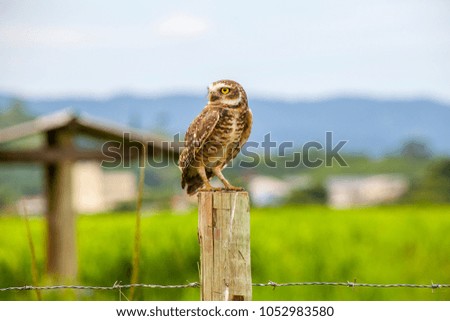 Burrowing owl standing on fence.