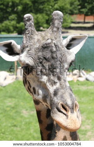 Cute Masai Giraffe