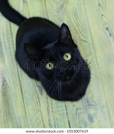 black cat looking up on a wooden background