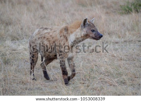Wild spotted hyena (Crocuta crocuta) in Maasai Mara, Kenya