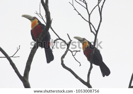 toucans on tree branches