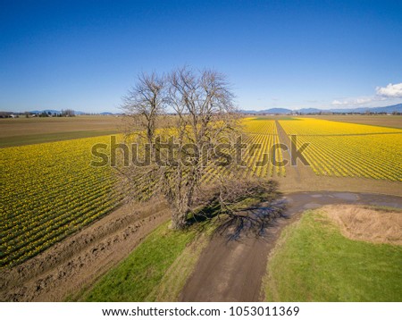 Skagit Valley Daffodil Field. A sure sign of spring is the emergence of the bright yellow daffodils in the Skagit Valley of western Washington state. Commercial growers produce thousands of flowers.