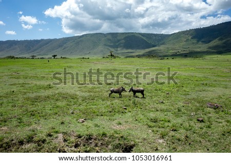 Ngorongoro Crater safari