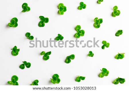 Clovers plant lying on white background