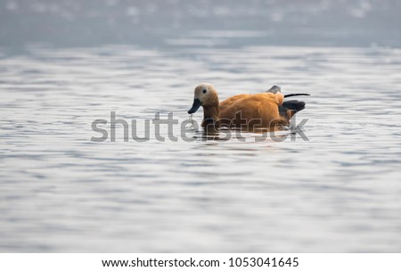 Rudy shelduck swimming in chambal river during a boat cruise on chambal national reserve on a winter morning