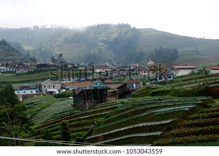 vegetable crops on the slopes