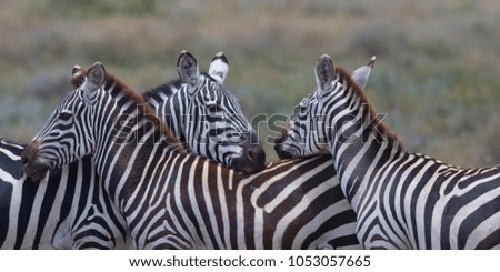 Zebras are standing together.  It is a good pictures of wildlife. Photos made with short distance and excellent light.