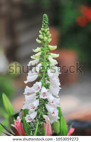 Antirrhinum flower closeup, Snapdragon flower in the garden