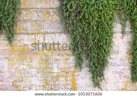 green plant draping over grunge brick wall