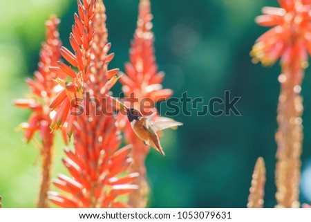 Hummingbird and beautiful red Aloe arborescens, photo took at Los Angeles