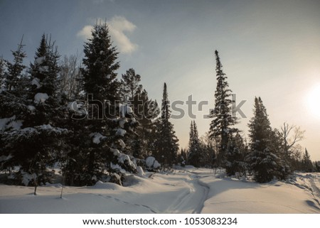 Fir branches covered with snow