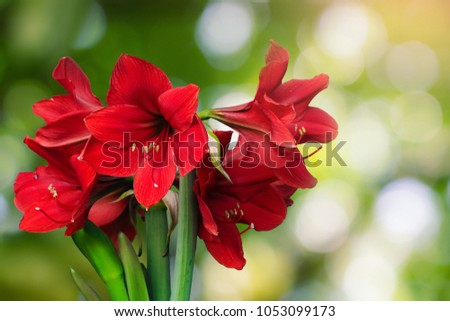 Red Amaryllis flowers with natural bokeh background Royalty-Free Stock Photo #1053099173