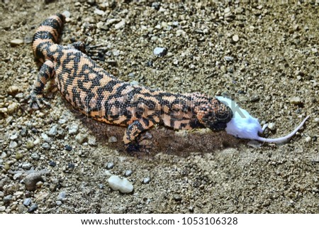 Gila Monster, Heloderma s.suspectum, eats a mouse Royalty-Free Stock Photo #1053106328