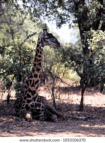 Large lying male, Baringo Giraffe, Giraffa camelopardalis Rothschildi, Zambia
