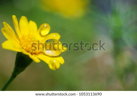 Water drops on Little yellow daisy flower with blurry nature background in daylight
