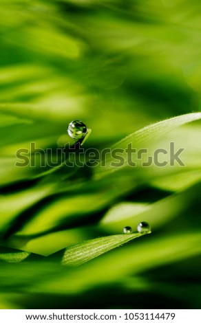 green texture of grass and dew