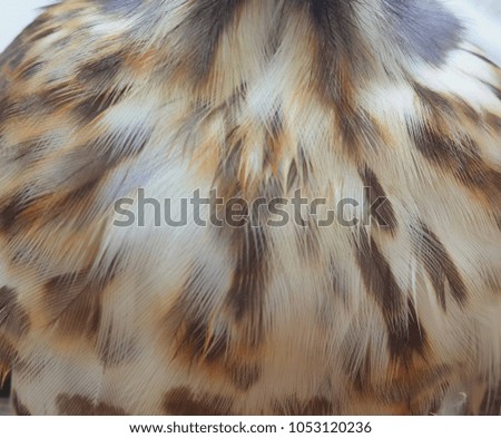Closeup cuckoo bird hair 