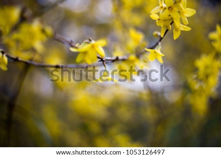 yellow flowers on the branches. springtime. a good day.