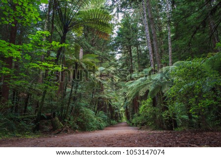 The path through the famous Redwoods in the Whakarewarewa Forest, Rotorua, New Zealand.