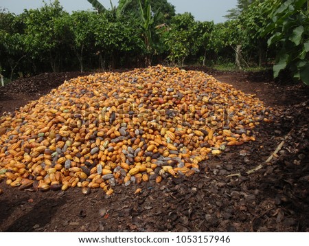 Close up outdoor view of many cocoa tree fruits, called cacao pods. Pattern of ovoid and long fruits ripening yellow to orange. Green branches trees in background. Picture taken in ivory coast, africa