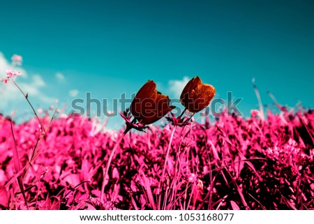 Surreal false color infrared photography. Poppy flowers on summer meadow under blue sky.  