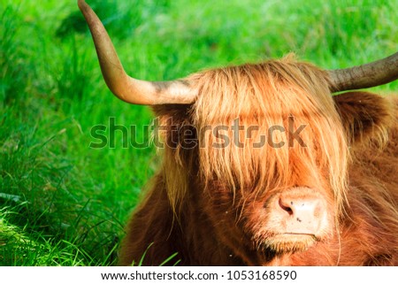 Highland Scottish Cattle, Close up