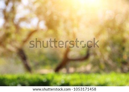 blurred abstract photo of light burst among trees and bokeh lights
