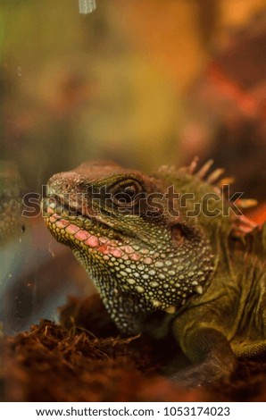 The big agama lizard sitting resting on browh red yellow background